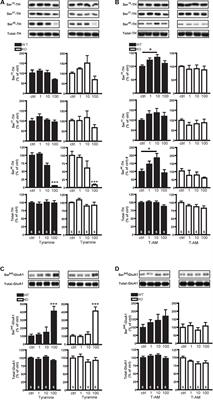 Striatal Tyrosine Hydroxylase Is Stimulated via TAAR1 by 3-Iodothyronamine, But Not by Tyramine or β-Phenylethylamine